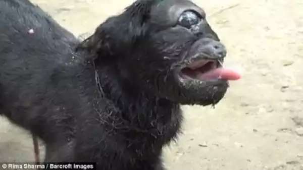 Goat Born With One Eye Worshipped By Villagers In India (Photos)